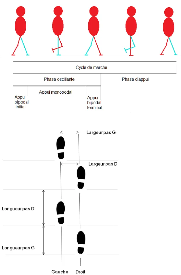 Figure n° 3. Paramètres spatiotemporels du pas 