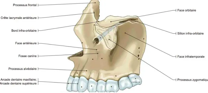 Figure 1 : Le maxillaire, vue latérale.  11