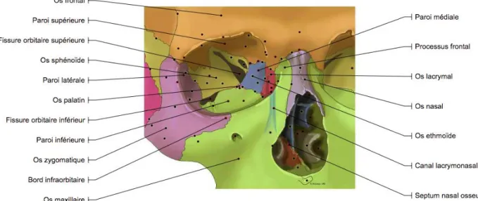 Figure 3 : Cadre orbitaire.  13