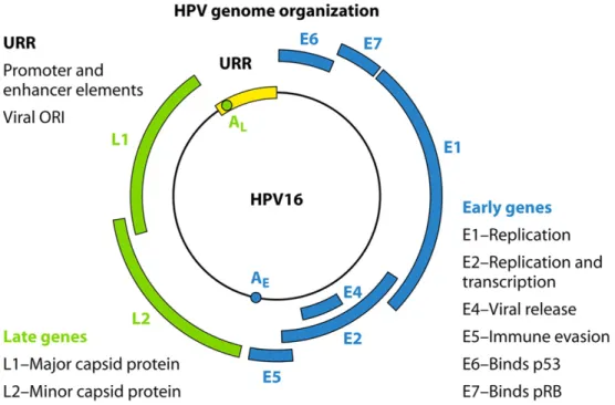 Figure 5 : Organisation du génome de l’HPV. Disponible sur Clinical Microbiology Reviews