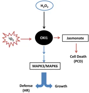 Figure 8. Proposed OXI1-dependent signaling pathways in plants after stimulation with 1 O 2 stress produced predominantly during high-light stress (red arrows) and H 2 O 2 stress (blue arrows)