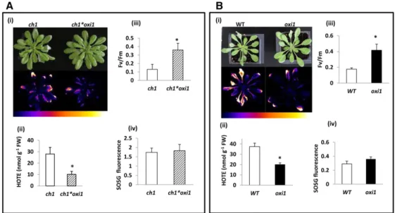 Fig. 1). OXI1 was induced in wild-type leaves during high-light stress: the transcript level was increased by a factor of 2.6 after 4 h in high light and a factor of 13 after 8 h