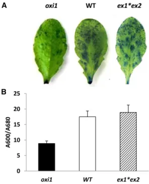 Figure 4. High-light-induced cell death measured in leaves by Evans blue staining. Wild-type Arabidopsis (WT) is compared with the single mutant oxi1 and the double mutant ex1*ex2 
