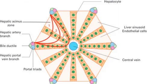 Figure 1. Schematic representation of the hepatic acinus. In sinusoidal obstruction syndrome, obstruction of the hepatic sinusoids occurs in the zone 3 of the hepatic acinus.