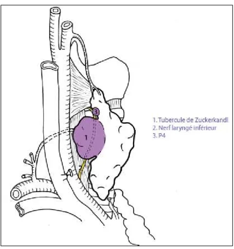 Figure 12: Rapport anatomique du tubercule de Zuckerkandl : (GAUGER, Eur J Surg, 2001 ; MIRILAS, J Am CollSurg, 2003,  YALCIN, Clin Anat, 2007) Rapport de la société française d’ORL 2012 