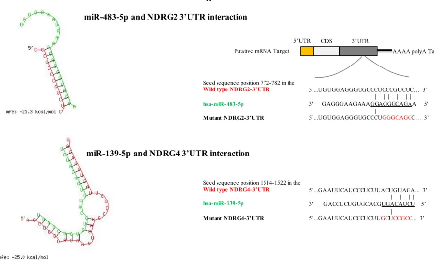 Figure 1.  Schematic representations  of miR-483-5p and miR-139-5p interaction  with NDRG2 and NDRG4 respectively,  according to prediction  softwares.
