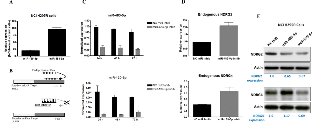 Figure 3. Effect of miR-483-5p and miR-139-5p inhibitors on NDRG expression in NCI H295R cells.