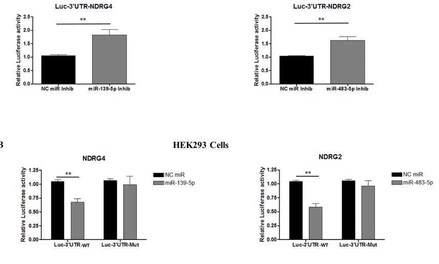 Figure 4. MiR-483-5p and miR-139-5p functionally interact with NDRG2 and NDRG4 3’UTR. 