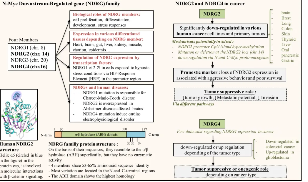 Figure 9. The multiple functions of the N-Myc Downstream-Regulated  gene (NDRG) family.
