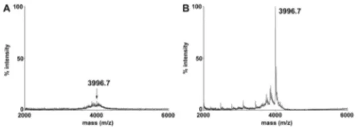 Fig. 2. Monitoring the reaction of oligonucleotides 1 (A) and 2 (B) with IAM-PROXYL by rpHPLC and MALDI-MS.