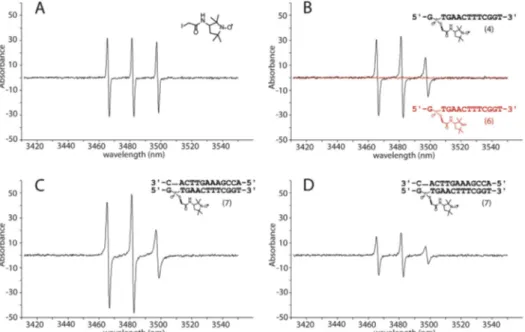 Fig. 6. (A) Overlay of 15 N HSQC spectra of SsoSSB alone (black) and in the presence of diamagnetic 5 (red)