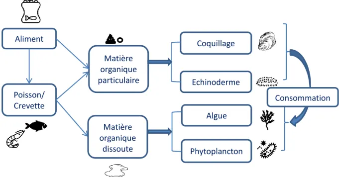 Figure 1: Schéma des interactions dans un élevage AMTI combinant des espèces nourries et des espèces  extractives  (source : d’après Aubin, 2018, IMTA effect project) 