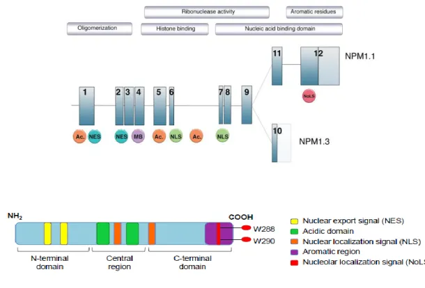 Figure 2 :  Structure du gène et de la protéine NPM1 Extrait de Box et al  5 , Heath et al  6