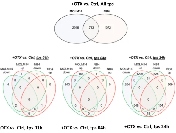 Diagramme de VENN représentant les gènes up-régulés (rouge) et down-régulés (vert) dans les cellules sensibles  (MOLM14) et résistantes (NB4) suite au traitement avec OTX-015à 250nM
