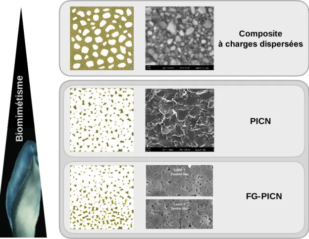 Figure 11 : Classification des composites en CFAO directe pour des prothèses d'usage. Les FG-PICN (« 