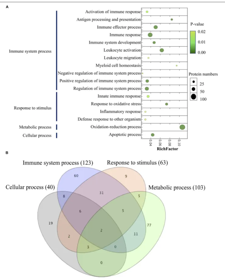 FIGURE 8 | Scatter plot of GO enrichment analyses (A) and hierarchical clustering (B) of differentially abundant proteins related to immune system process