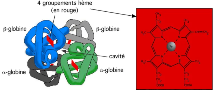 Figure 1: Représentation d’une hémoglobine A d’après Russel, P.J. Genetics Harper Collins,  New York 1996 [3] 