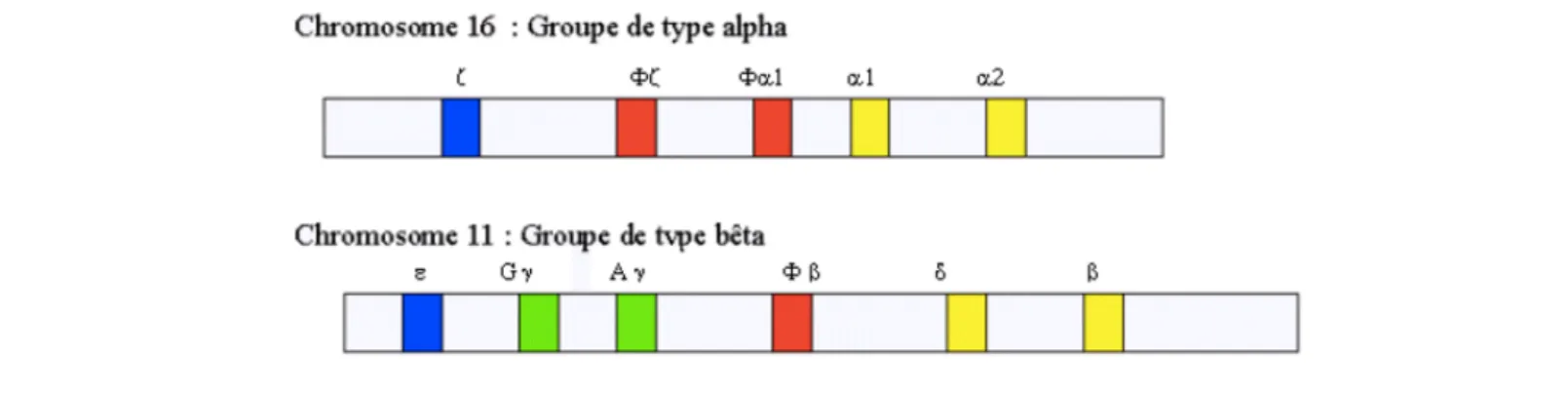 Figure 2 : Carte de la famille des gènes codant les chaînes de type Alpha et Beta de l'hémoglobine humaine [6] 