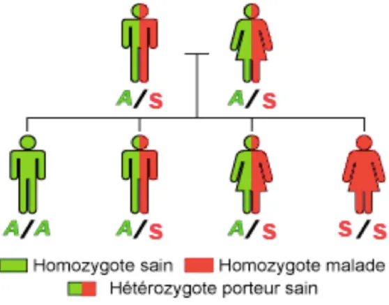 Figure 5: Illustration de la transmission autosomique récessive par 2 parents hétérozygotes AS 