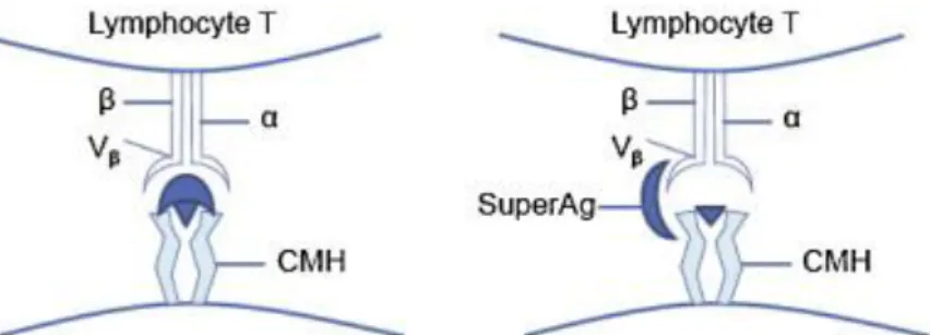 Figure  7.  Comparaison  des  mécanismes  d’activation  lymphocytaire  T  induit  par  un  antigène conventionnel et par un superantigène  (35) 