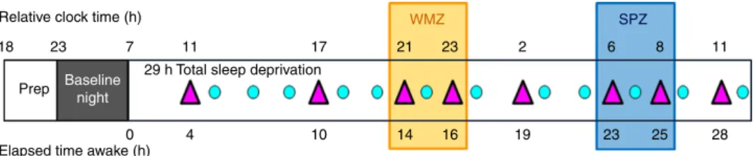 Figure 1 | Experimental protocol. Participants underwent a 29 h sustained wakefulness protocol under constant routine conditions (no time-of-day information, constant dim light ( o 5 lux), external temperature and semi-recumbent posture, regular liquid iso