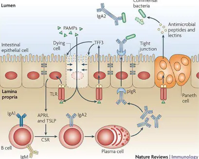 Figure 11 : Représentation schématique de la stimulation immunitaire par une bactérie commensale de l'intestin