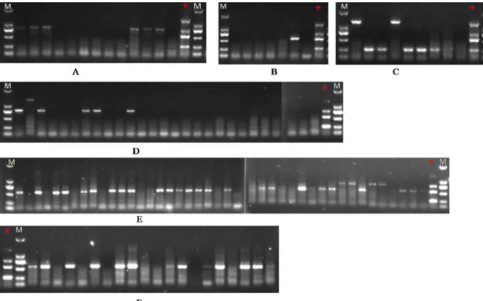 Fig. 6. m-RT-PCR detection of wheat viruses from wheat samples collected from ﬁelds in ﬁve provinces in China