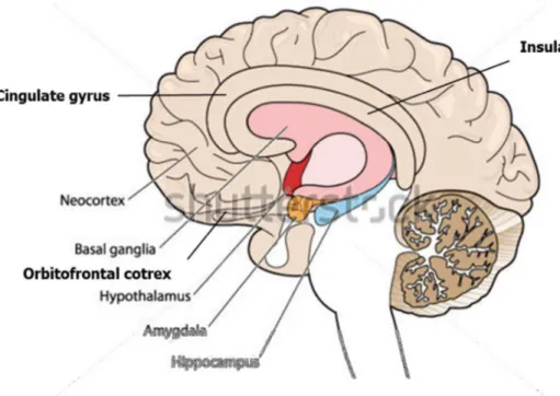 Figure 1 : illustration des centres cérébraux impliqués dans l’émotion.  