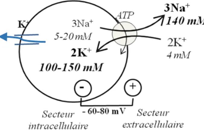Figure  2.  La  pompe  à  Na-K-ATPase  et  son  implication  dans  la  concentration  intracellulaire  en  potassium.