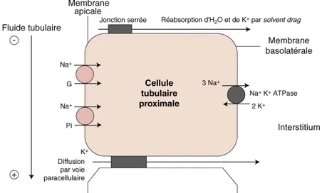 Figure 6 : Schéma de la réabsorption de K+ au niveau de la branche de Henlé (12)  Au niveau du tube contourné distal : 