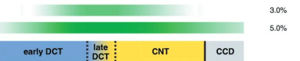 Figure 11 : Variation de l'expression de ROMK au niveau des membranes apicales du tube  contourné distal et du canal collecteur selon l'apport potassique  (14) 