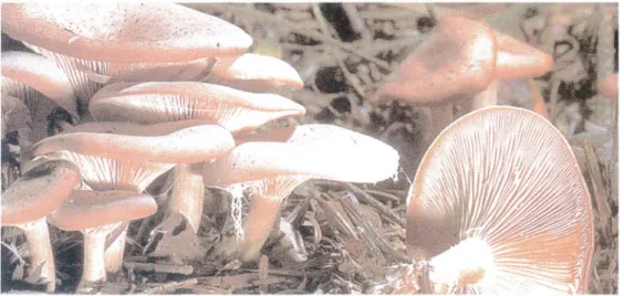 Figure n°2 d'après «LAMAISON JL.,  POLESE JM Grand guide encyclopédique des  champignons.Artémis,  1998, 78