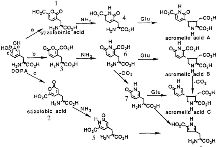Figure n°5 d'après« YAMANO K  and SHIRAHAMA H  New aminoacidsfrom the  poisonous mushroom Clitocybe acromelalga