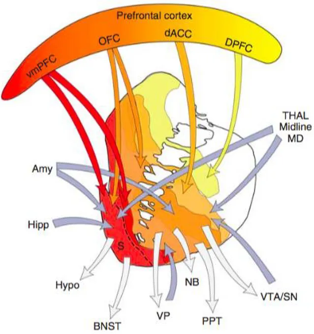 Figure 4 : Schéma illustrant les connections du striatum ventral. 