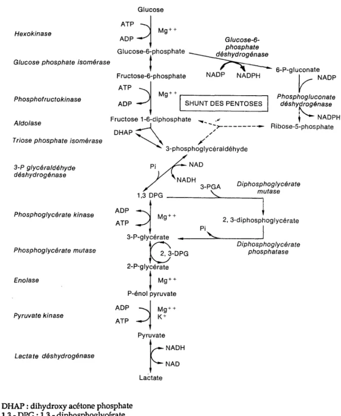 Figure  1: Voie de la Glycolyse erythrocytaire 