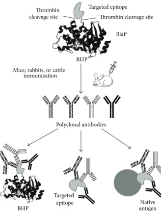 Figure 6: Schematic representation of the BHP technology used to design de novo antigens in order to induce the production of neutralizing antibodies