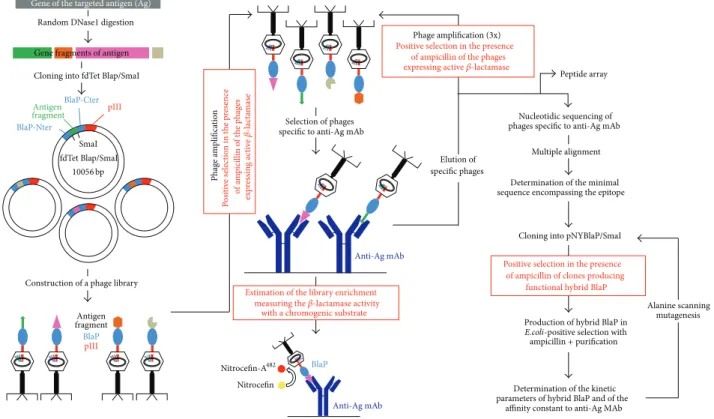 Figure adapted from Vandevenne et al., 2008 [13]. BlaP-Cter: C-terminal sequence of BlaP, starting at the insertion site