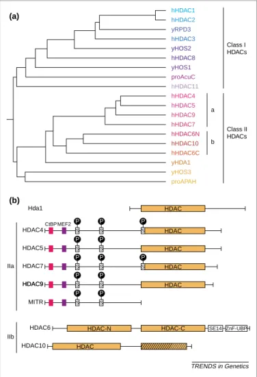 Fig. 1. Organization of class II histone deacetylases (HDACs) (a) Phylogenic tree analysis of known mammalian HDACs and their yeast orthologs for the HDAC class I and II families (adapted from Ref