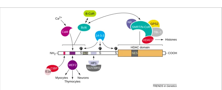 Fig. 2. Interaction partners of class IIa histone deacetylases (HDACs). Class IIa HDACs interact with several partners through distinct domains