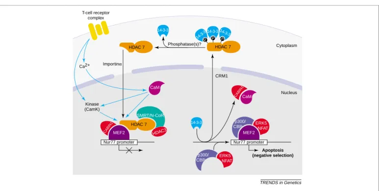 Fig. 3. Regulation of Nur77 promoter activity in developing thymic T cells by class II histone deacetylases (HDACs)