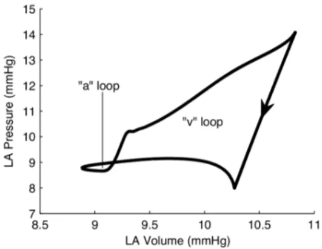 Figure 9. Simulated left atrial pressure-volume loop. This loop is composed of two distinct lobes: the ‘‘a’’ loop and the ‘‘v’’ loop.