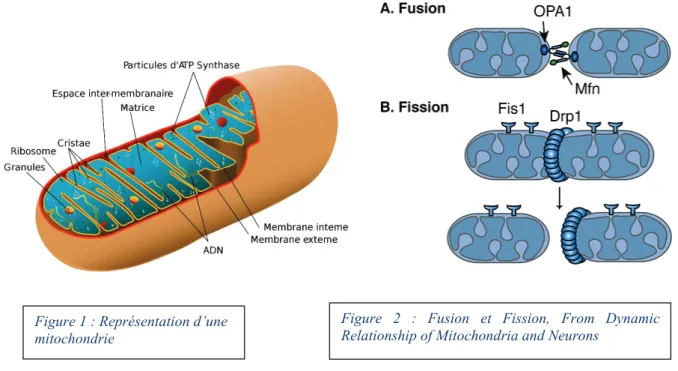 Figure 2 : Fusion et Fission,  From Dynamic  Relationship of Mitochondria and Neurons 