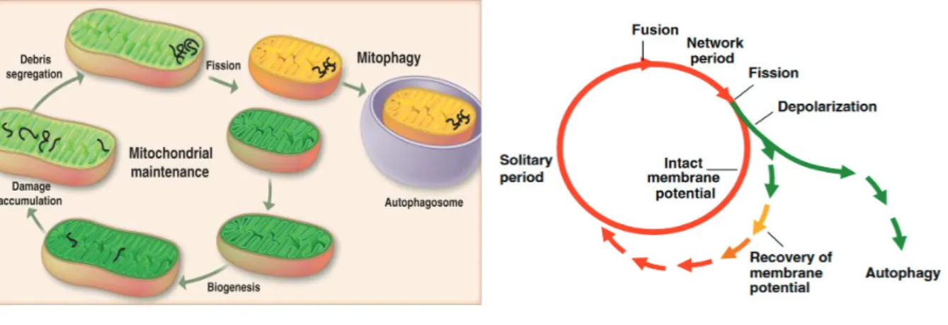 Figure 3 : Dynamique mitochondriale 