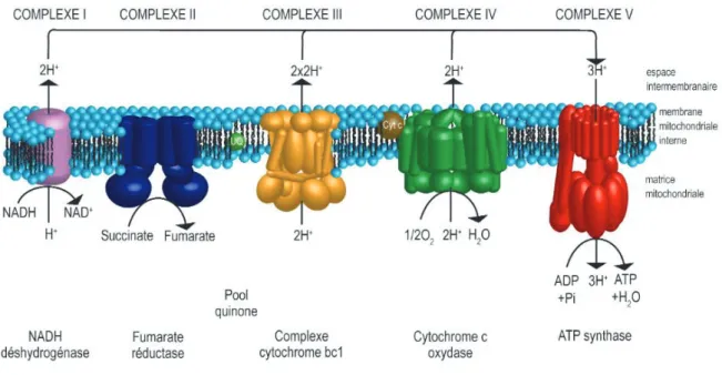 Figure 4 : La phosphorylation oxydative, d'après Kyoto Encyclopdia of Genes and Genomes, 2004 