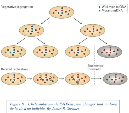 Figure 9 : L'hétéroplasmie de l'ADNmt peut changer tout au long  de la vie d'un individu