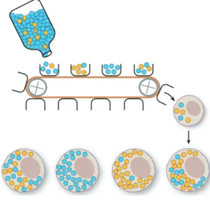 Figure 10 : Représentation schématique du goulot d'étranglement mitochondrial. By James  B