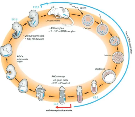 Figure 11 : Le cycle de vie de l'ADNmt dans la lignée germinale femelle de souris. by James B