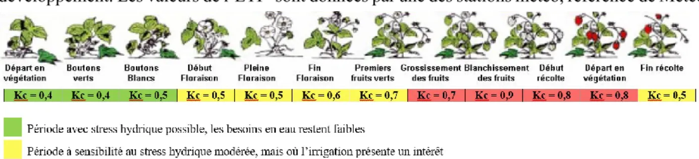 Figure 5 : stades, périodes de sensibilité au stress hydrique et coefficients culturaux sur une variété de saison (document interne,  2016)