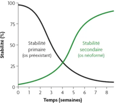 Figure 1 : Diminution progressive de l’ancrage primaire mécanique et augmentation de la stabilité  secondaire biologique 