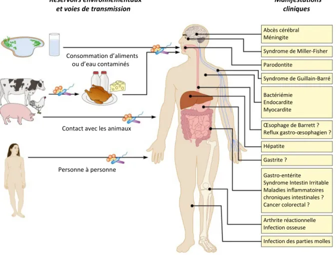 Figure 1 : Réservoirs, transmissions et clinique de l’infection à Campylobacter (d’après Kaakoush et al.)  [19]
